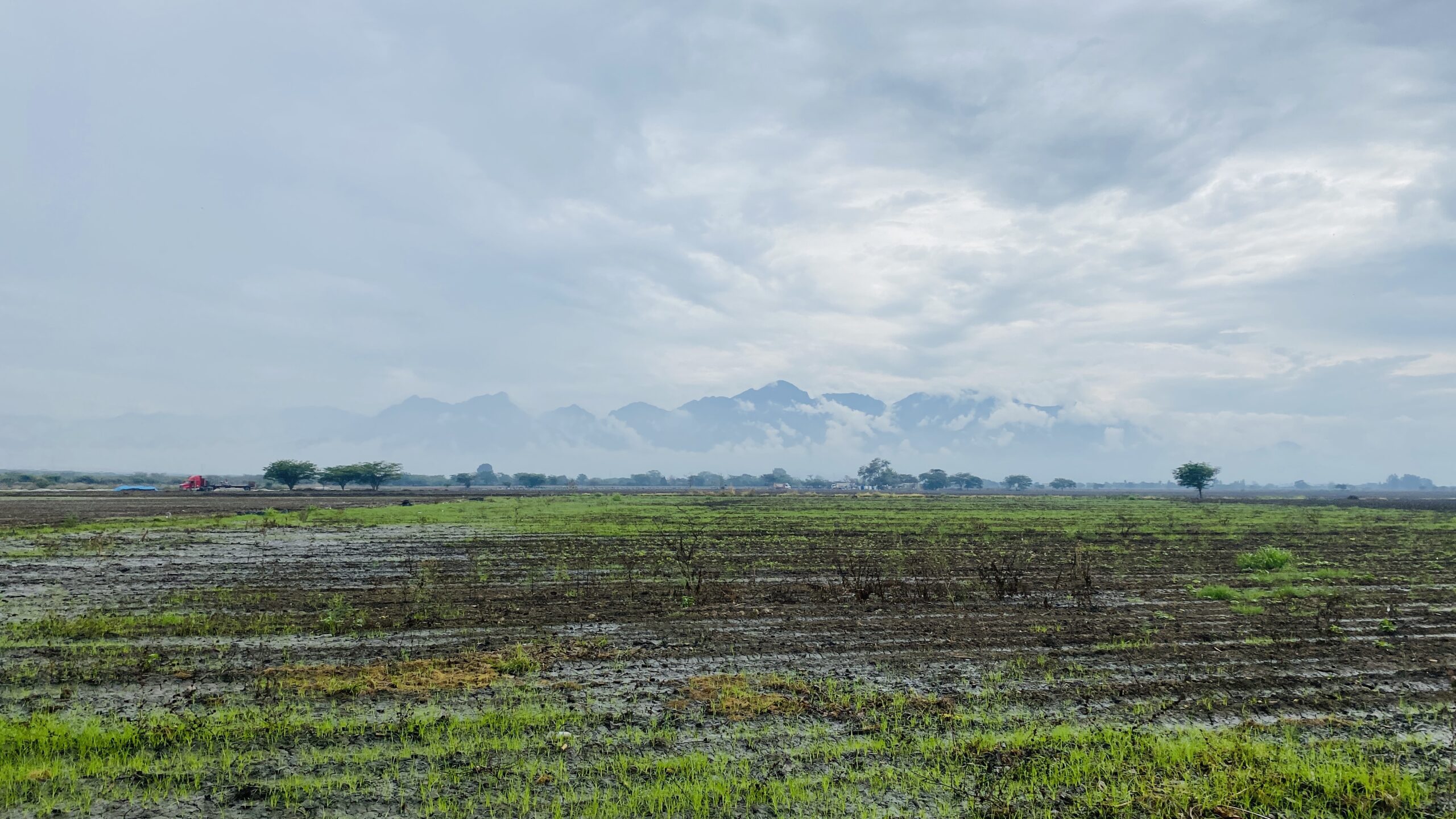 Casa Polska campos de cultivo